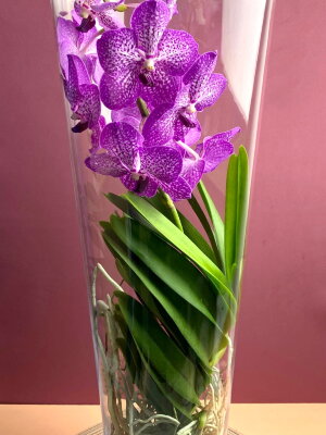 Орхидея Ванда лиловая в стекле Лисан