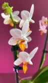 Орхидея Фаленопсис Мини Марк 