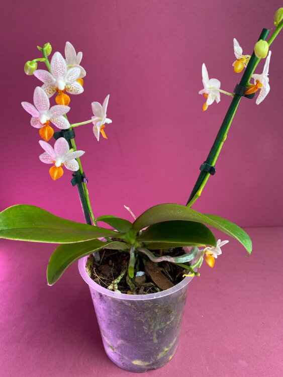Орхидея Фаленопсис Мини Марк 