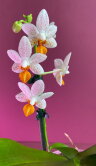 Орхидея Фаленопсис Мини Марк 