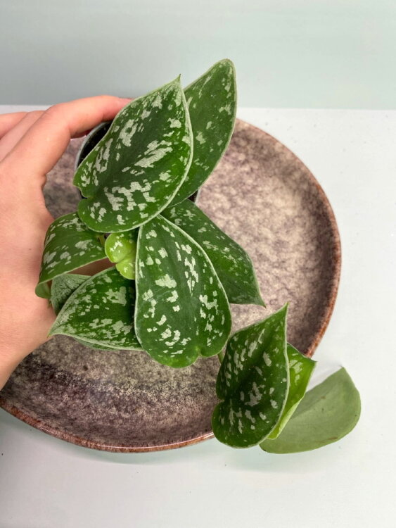 Сциндапсус Пиктус ⌀5 15 см 