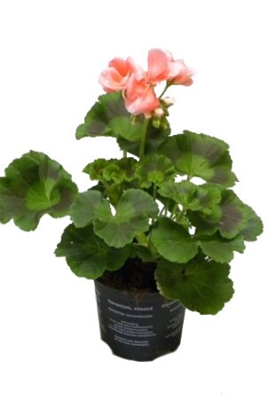 Пеларгония (Герань) зональная оранжевая ⌀12 