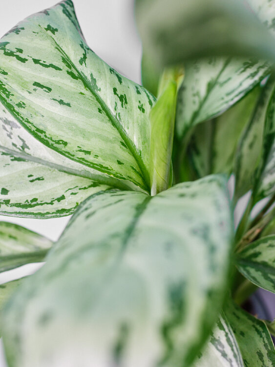 Аглаонема Мария Кристина ⌀12 35 см 