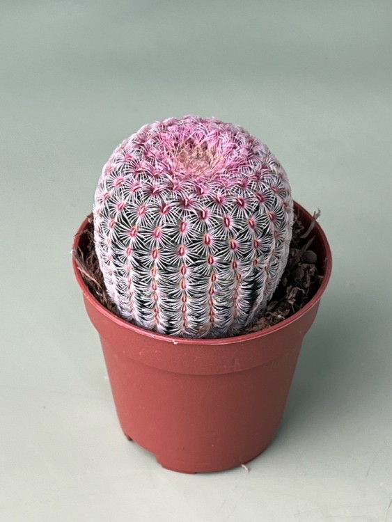 Эхиноцереус Рубриспинус ⌀5 
