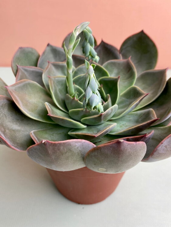 Эхеверия Линда Джин ⌀10 