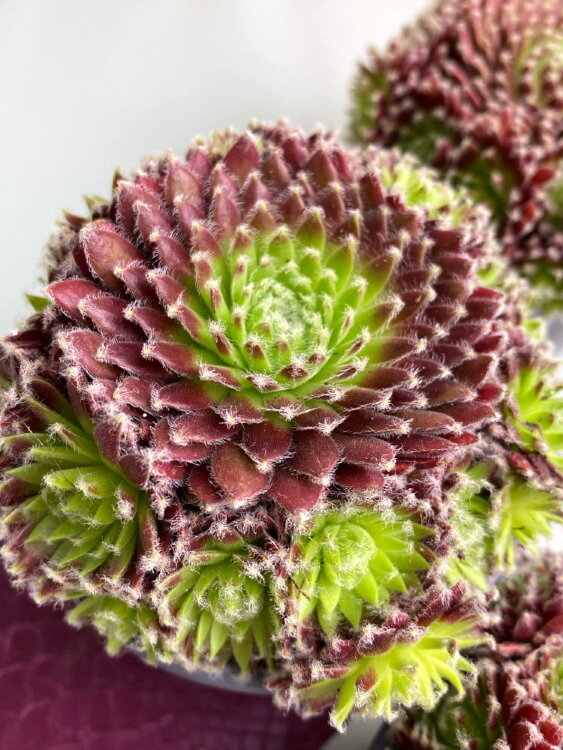 Молодило Краснеющее ⌀8  