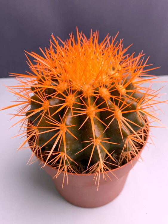 Кактус цветной оранжевый ⌀12 