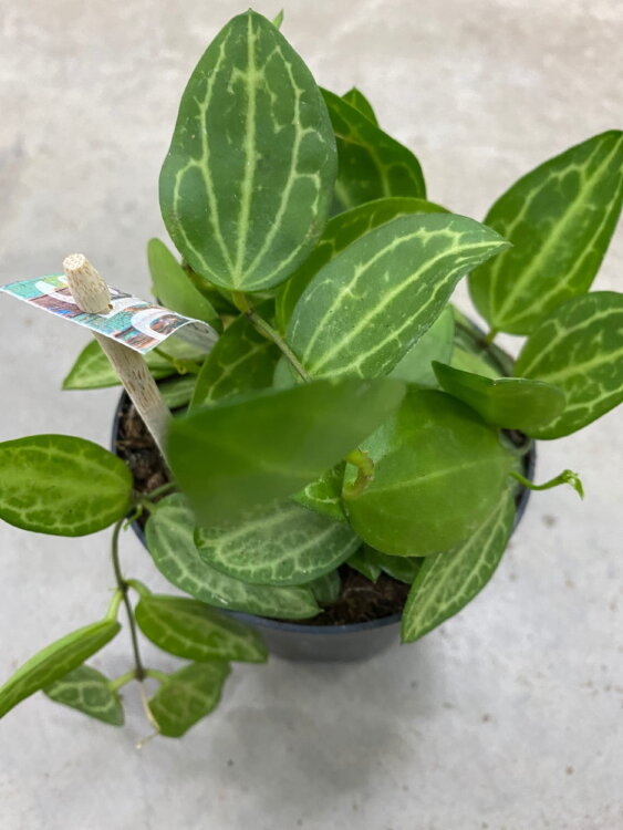 Дисхидия Пектеноидес ⌀11  Дисхидия Пектеноидес ⌀11