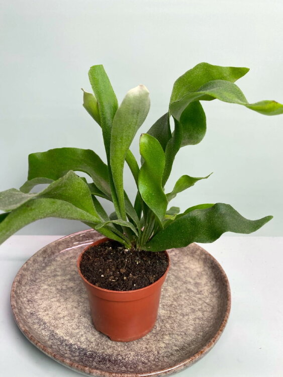 Платицериум Альцикорне ⌀8 25 см 