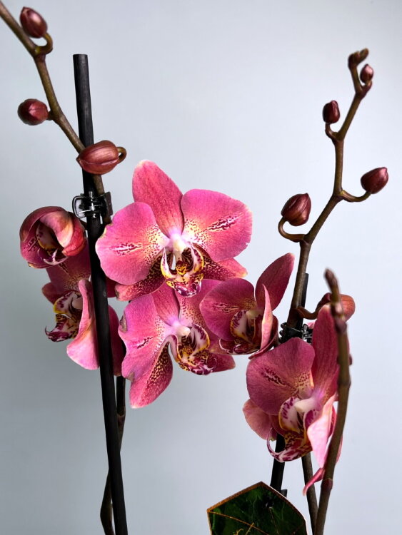 Орхидея Фаленопсис Леко Фантастик 2 ст 