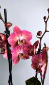 Орхидея Фаленопсис Леко Фантастик 2 ст 