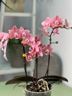 Орхидея Мультифлора Одорион (Арома) ⌀12 40 см