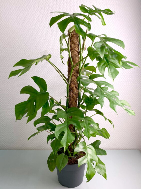 Рафидофора на опоре ⌀19 80 см  Рафидофора на опоре ⌀19 80 см