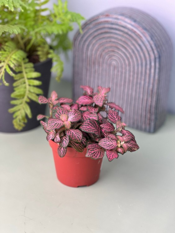 Фиттония Мозаик Пинк Форест ⌀8 