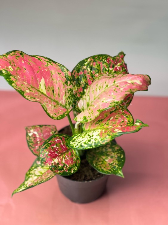 Аглаонема Джаззи Ред ⌀12 35 см 