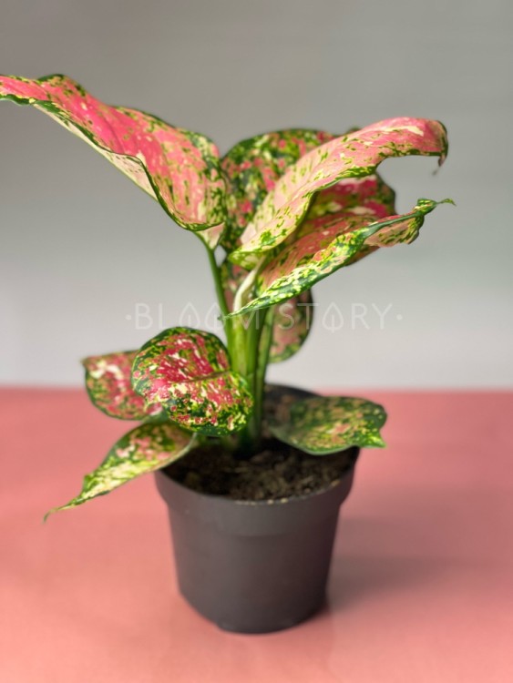 Аглаонема Джаззи Ред ⌀12 35 см 