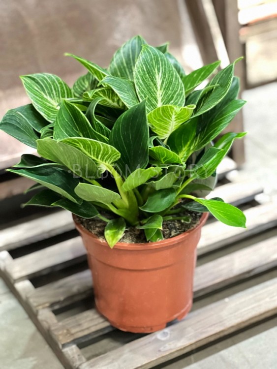 Филодендрон Биркин ⌀17 35 см 