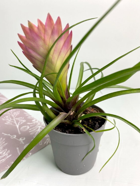 Тилландсия мини Анита ⌀5 15 см  Тилландсия мини Анита ⌀5 15 см