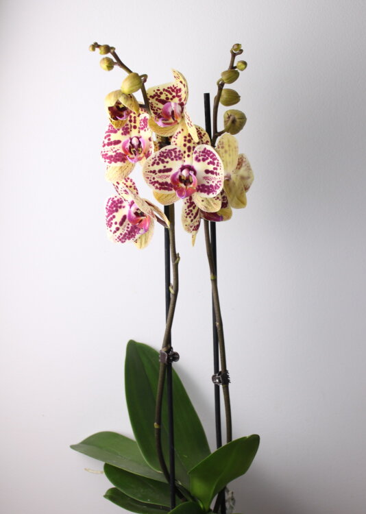 Орхидея Фаленопсис Мариола 2 ст 