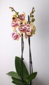 Орхидея Фаленопсис Мариола 2 ст 