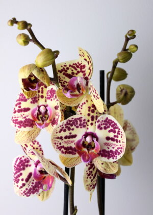 Орхидея Фаленопсис Мариола 2 ст
