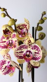 Орхидея Фаленопсис Мариола 2 ст 