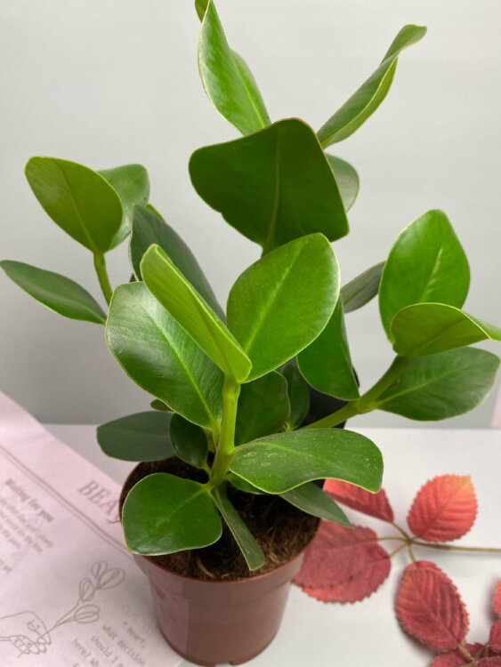 Клузия Розеа Принцесс ⌀12 30 см  Клузия Розеа Принцесс ⌀12 30 см