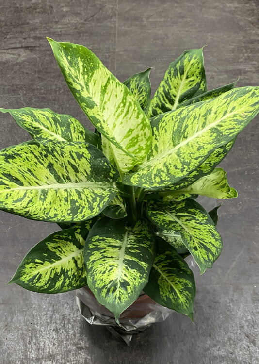 Диффенбахия Саблайм ⌀17 60 см 