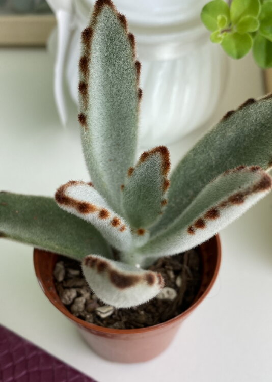 Каланхоэ Томентоза ⌀5 