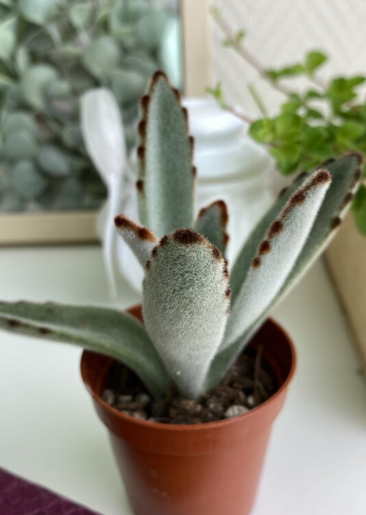 Каланхоэ Томентоза ⌀5 