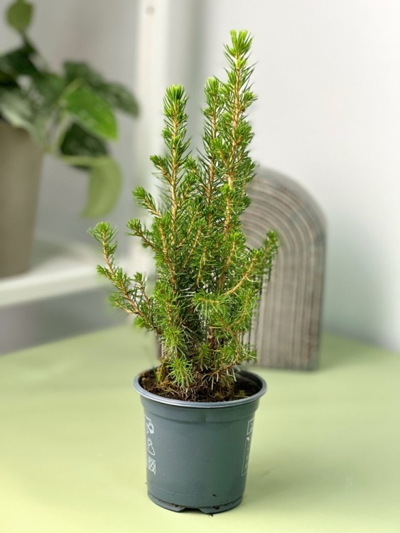 Ель канадская Коника ⌀9 30 см  