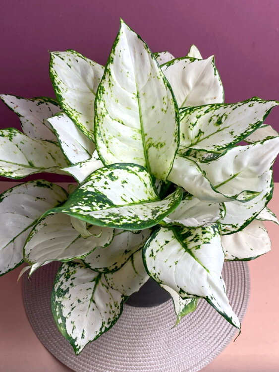 Аглаонема вайт валентин фото Aglaonema Varieties, Propagation, And Care Guide The Home Tome