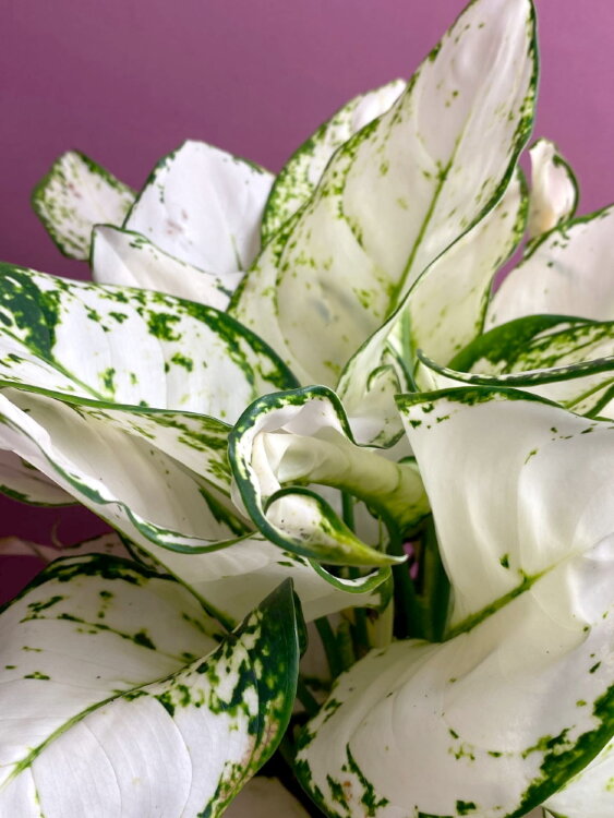 Аглаонема Вит Мэтт ⌀19 50 см 