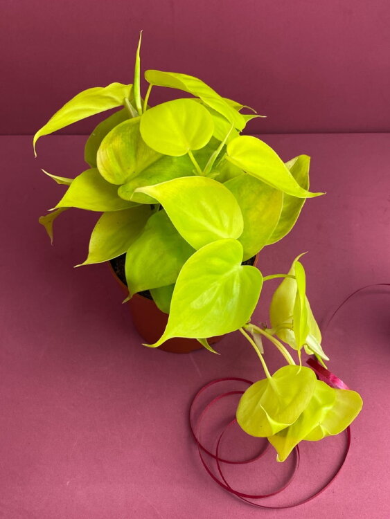 Филодендрон Миканс Лайм ⌀12 