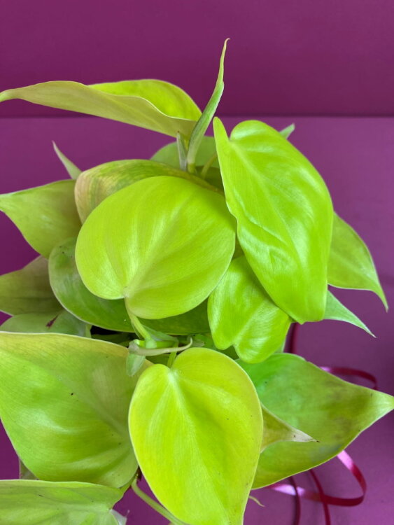 Филодендрон Миканс Лайм ⌀12 