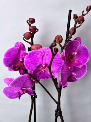 Орхидея Фаленопсис Манта Калимантан Биг Лип 2 ст