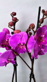 Орхидея Фаленопсис Манта Калимантан Биг Лип 2 ст 