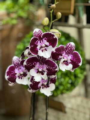Орхидея Фаленопсис Венус Кизз Биг Лип ⌀12 65 см