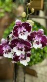 Орхидея Фаленопсис Венус Кизз Биг Лип ⌀12 65 см 