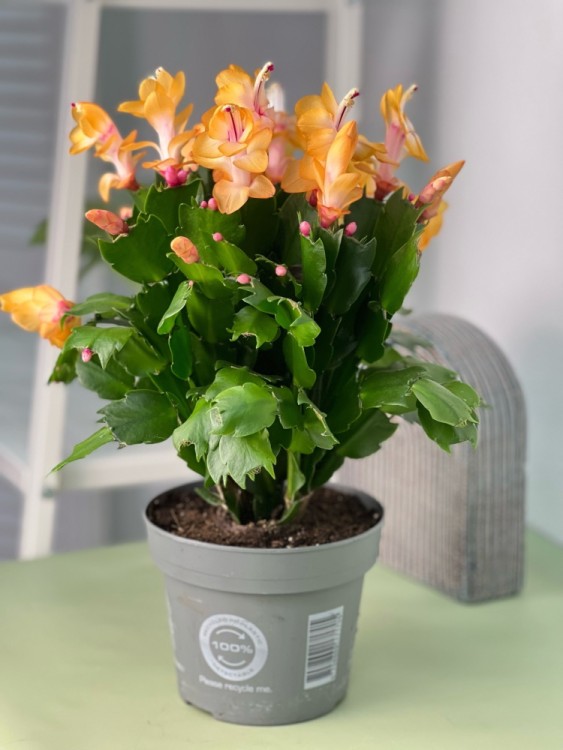 Декабрист жёлтый ⌀15 