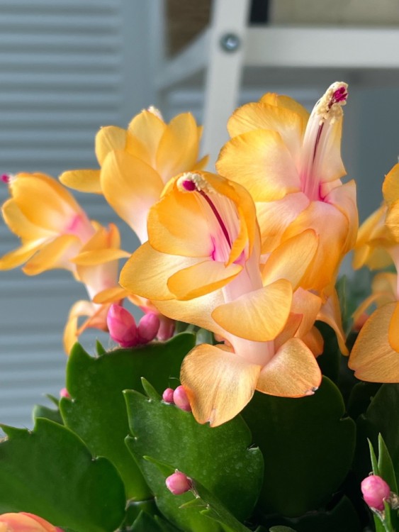 Декабрист жёлтый ⌀15 