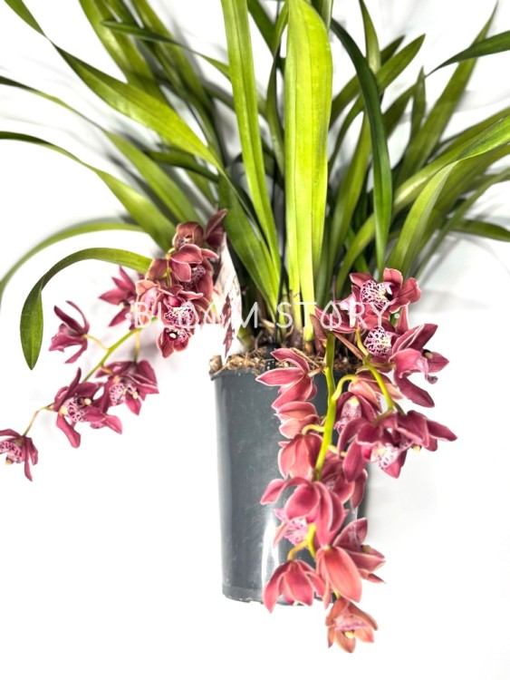 Орхидея Цимбидиум подвесной тёмно-розовый ⌀14 80 см  Орхидея Цимбидиум подвесной тёмно-розовый ⌀14 80 см
