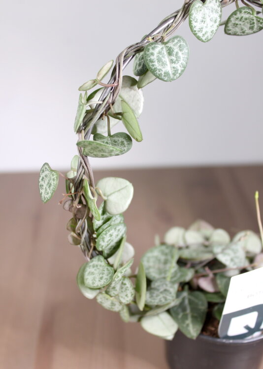 Церопегия Вуди обод ⌀10 25 см 