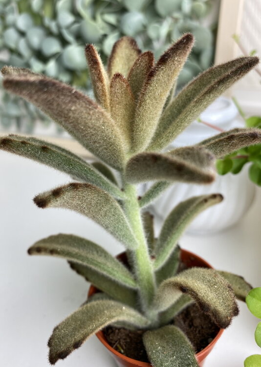 Каланхоэ Чоколед ⌀5 