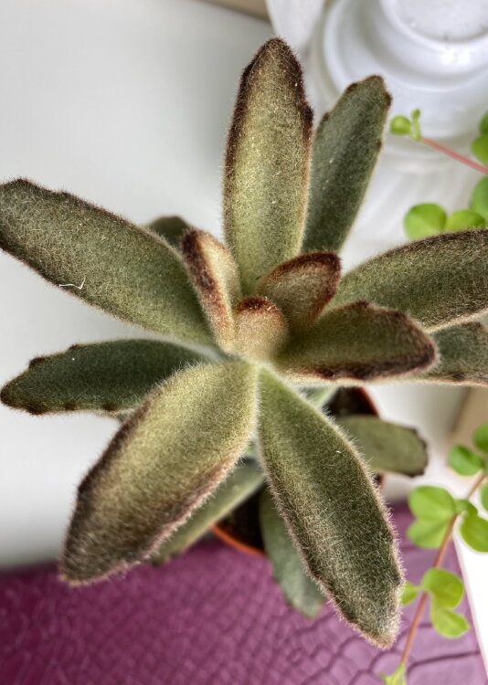 Каланхоэ Чоколед ⌀5 