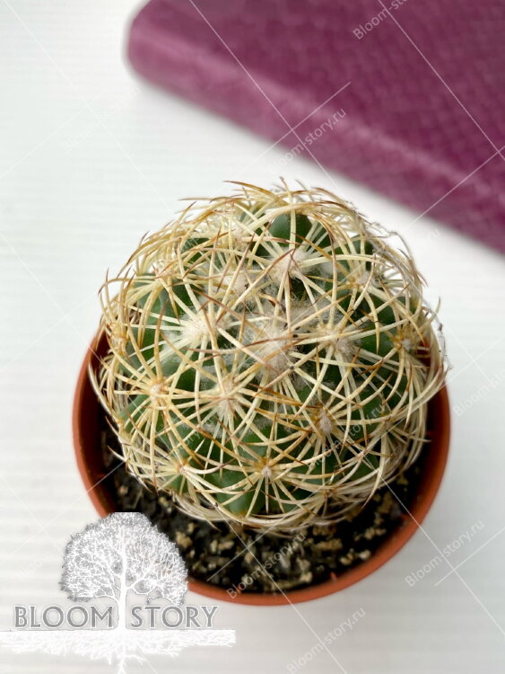 Корифанта Редианс ⌀5  Корифанта Редианс ⌀5