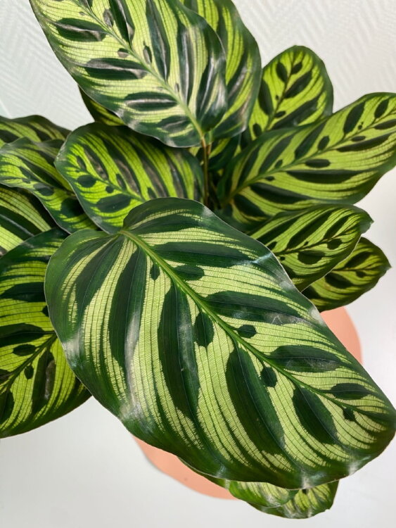 Калатея Макояна ⌀14 50 см 