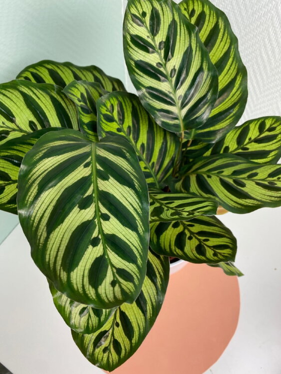 Калатея Макояна ⌀14 50 см 