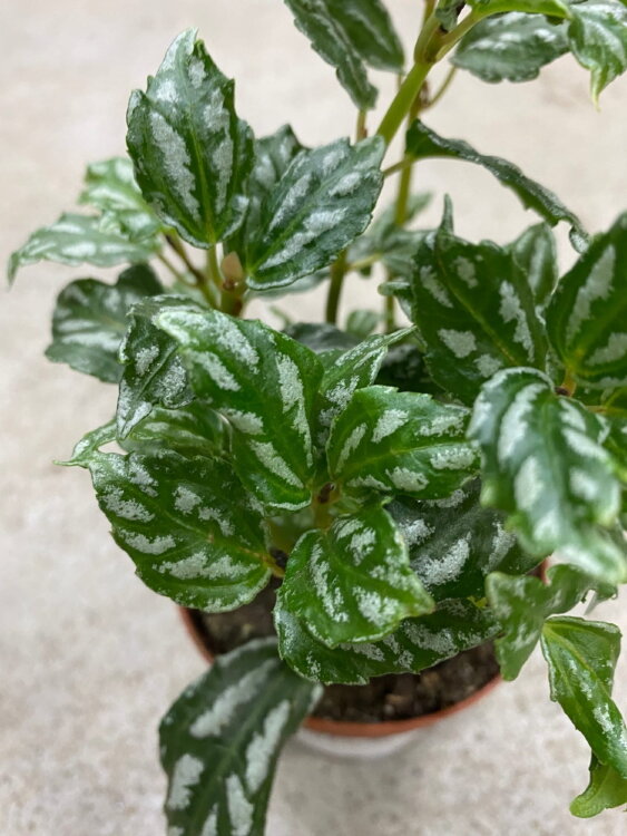 Пилея Кадьери ⌀9  Пилея Кадьери ⌀9