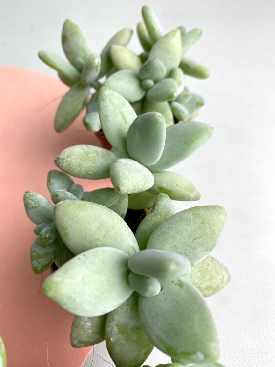 Пахифитум Лунный Камень 